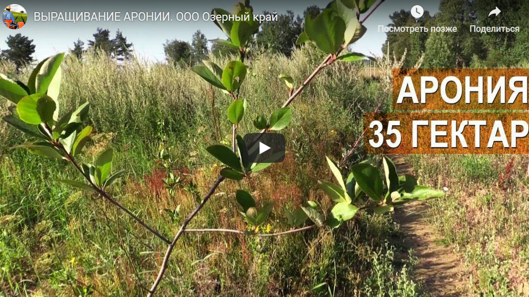 Видео о посадке Аронии на 35 гектарах поля